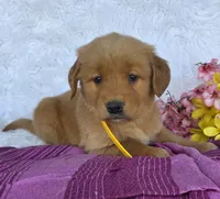 Barbie, a female Golden Retriever for sale in Woodburn, IN – 1 of 4