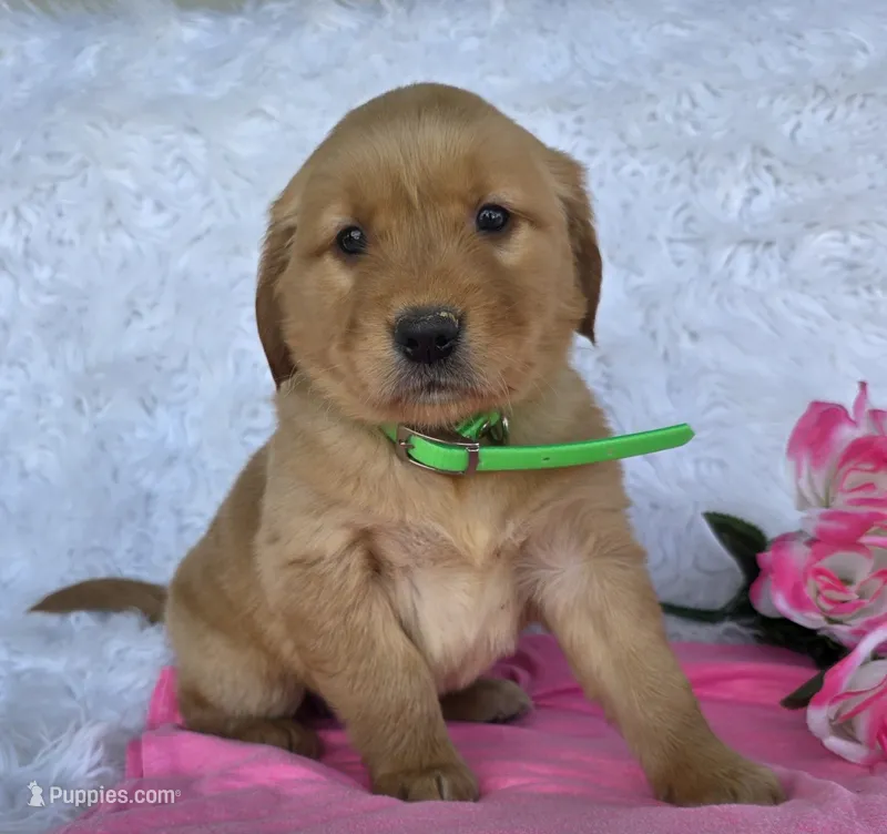 Katrina  – Golden Retriever puppy for sale in Woodburn, IN