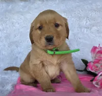 Katrina , a female Golden Retriever for sale in Woodburn, IN – 1 of 4