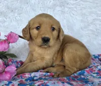 Lacy, a female Golden Retriever for sale in Woodburn, IN – 1 of 4