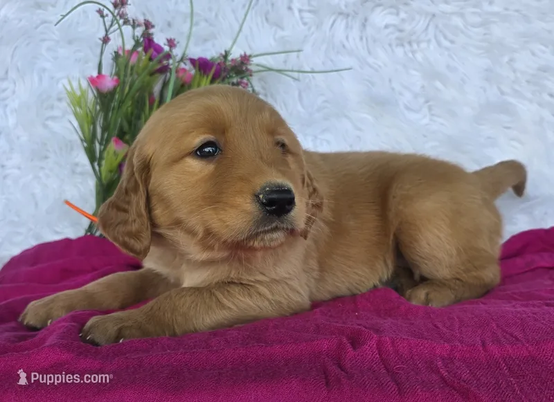 Ginger – Golden Retriever puppy for sale in Woodburn, IN