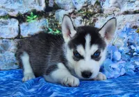 Trex, a male Siberian Husky for sale in Woodburn, IN – Photo 1 of 4
