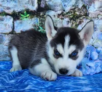 Trex, a male Siberian Husky for sale in Woodburn, IN – Photo 3 of 4