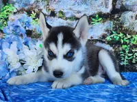 Trex, a male Siberian Husky for sale in Woodburn, IN – Photo 4 of 4