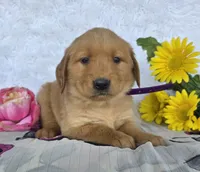 Layla, a female Golden Retriever for sale in Woodburn, IN – 1 of 4