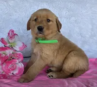 Katrina , a female Golden Retriever for sale in Woodburn, IN – 3 of 4