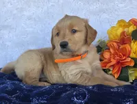 Jet, a male Golden Retriever for sale in Woodburn, IN – 2 of 4