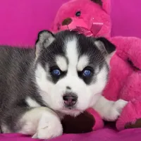 Sugar , a female Siberian Husky for sale in Woodburn, IN – Photo 1 of 4