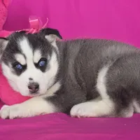 Sugar , a female Siberian Husky for sale in Woodburn, IN – Photo 2 of 4