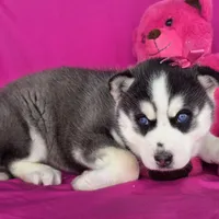 Sugar , a female Siberian Husky for sale in Woodburn, IN – Photo 3 of 4