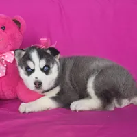 Sugar , a female Siberian Husky for sale in Woodburn, IN – Photo 4 of 4