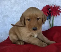 Trevor , a male Golden Retriever for sale in Woodburn, IN – 2 of 4
