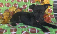 Cody , a male Yorkshire Terrier for sale in Woodburn, IN – 2 of 6