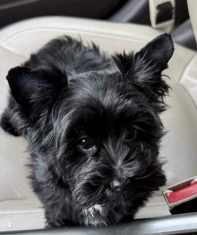 Treasure  – Yorkshire Terrier puppy for sale in Ramseur, NC