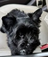 Treasure , a female Yorkshire Terrier for sale in Ramseur, NC – 1 of 4