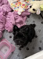Treasure , a female Yorkshire Terrier for sale in Ramseur, NC – 4 of 4