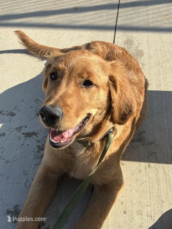 Maple – Golden Retriever puppy for sale in Riverside, CA