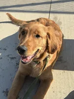 Maple, a female Golden Retriever for sale in Riverside, CA – Photo 1 of 2