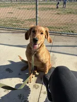 Maple, a female Golden Retriever for sale in Riverside, CA – Photo 2 of 2