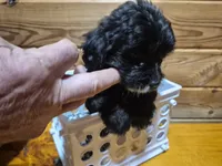 Cuddles, a female Yorkipoo for sale in Northome, MN – 3 of 4