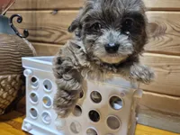 Toby, a male Yorkipoo for sale in Northome, MN – 3 of 3