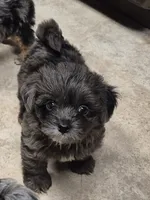 Coal, a male Yorkshire Terrier for sale in Northome, MN – 2 of 4