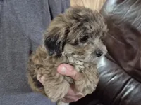 lil Jack, a male Yorkipoo for sale in Northome, MN – 2 of 3