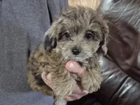 lil Jack, a male Yorkipoo for sale in Northome, MN – 3 of 3