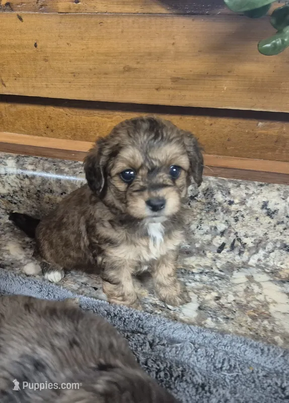 Toby – Yorkipoo puppy on hold in Northome, MN