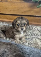 Toby, a male Yorkipoo for sale in Northome, MN – 1 of 3