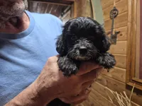 Cuddles, a female Yorkipoo for sale in Northome, MN – 2 of 4
