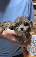 Toby, a male Yorkipoo for sale in Northome, MN – 2 of 3