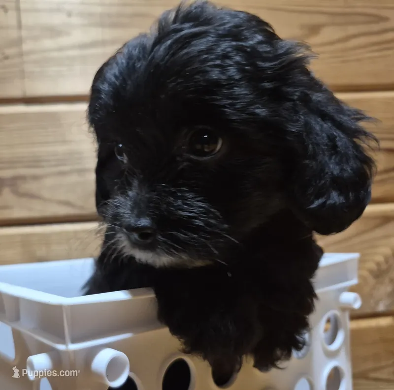 Cuddles – Yorkipoo puppy on hold in Northome, MN