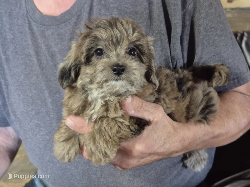 lil Jack – Yorkipoo puppy for sale in Northome, MN