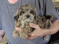 lil Jack, a male Yorkipoo for sale in Northome, MN – 1 of 3
