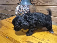 Cuddles, a female Yorkipoo for sale in Northome, MN – 4 of 4