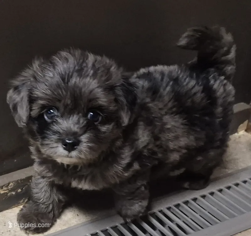 Coal – Yorkshire Terrier puppy for sale in Northome, MN