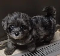 Coal, a male Yorkshire Terrier for sale in Northome, MN – 1 of 4
