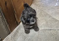 Coal, a male Yorkshire Terrier for sale in Northome, MN – 3 of 4