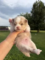 Nash , a male Pomsky for sale in Adrian, MI – 5 of 10