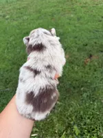 Tally , a female Pomsky for sale in Adrian, MI – 3 of 6