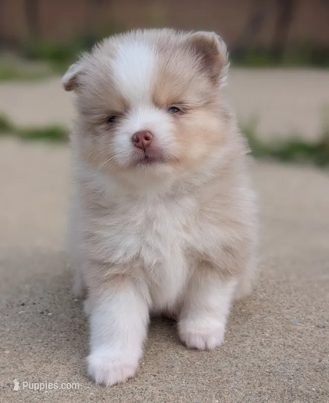 Nash  – Pomsky puppy for sale in Adrian, MI