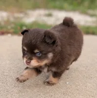 Knox , a male Pomsky for sale in Adrian, MI – 2 of 6