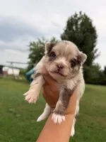 Tally , a female Pomsky for sale in Adrian, MI – 4 of 6