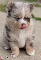 Dallas , a female Pomsky for sale in Adrian, MI – 3 of 8