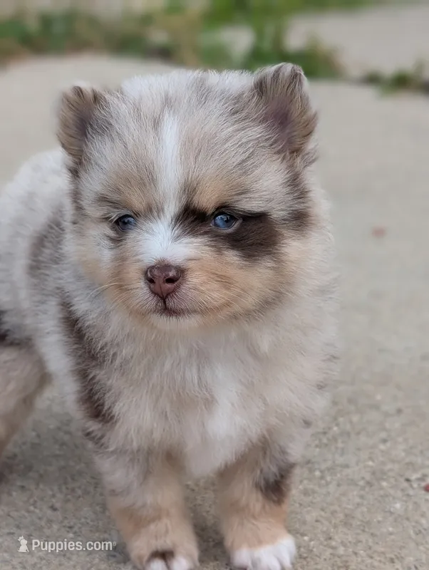 Dallas  – Pomsky puppy for sale in Adrian, MI