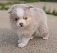 Nash , a male Pomsky for sale in Adrian, MI – 2 of 10