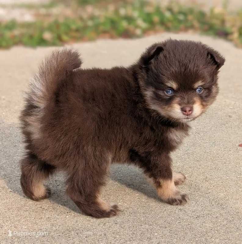 Knox  – Pomsky puppy for sale in Adrian, MI