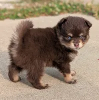 Knox , a male Pomsky for sale in Adrian, MI – 1 of 6