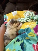 Tally , a female Pomsky for sale in Adrian, MI – 5 of 6